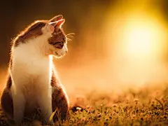 高清小萌猫桌面壁纸  #优质# #动物# #高清#