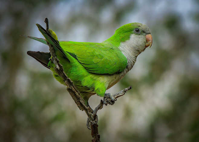 灰胸鹦哥myiopsittamonachus鹦形目鹦鹉科和尚鹦哥属