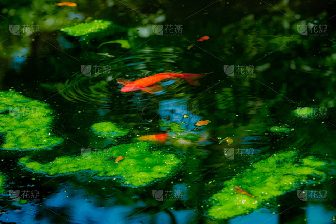 鲤鱼,池塘,平视角,水,禅宗,水平画幅,...