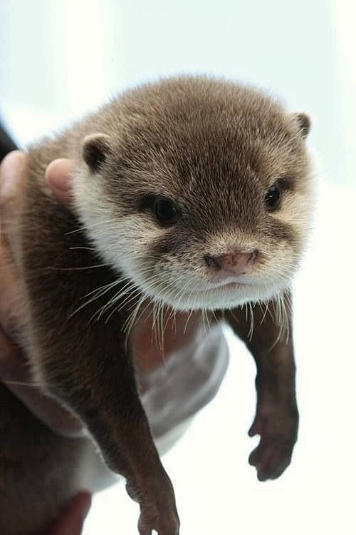 Otter cutest thing a...