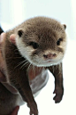 Otter cutest thing alive, we had pet otters ... | Pets & Animal stuff