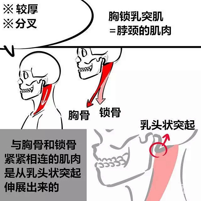【新手教程】第11期：颈椎篇，关于颈椎骨...