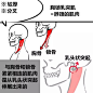 【新手教程】第11期：颈椎篇，关于颈椎骨的碎碎念