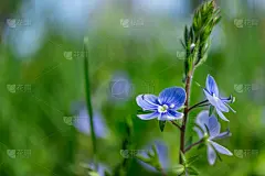 美丽的春天蓝色的花在绿色的背景。开花夏季抽象背景。模板花背景与小的蓝色花