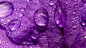 1366x768 Waterdrops on Flower Petal