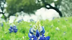 鲜花绿叶特写唯美图片桌面高清壁纸桌面壁纸2