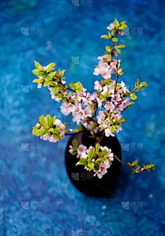 花瓶,樱之花,樱桃树,自然,垂直画幅,雄蕊,无人,日本,嫩枝,特写