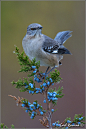 tiny-creatures:<br/>Northern Mockingbird by Earl Reinink on Flickr.