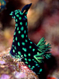 Nembrotha Cristata - Alpaca Of The Sea