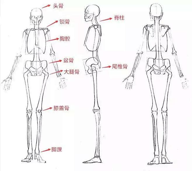 绘画人体骨骼和肌肉的画法，学好这些你的人...