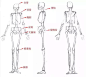 绘画人体骨骼和肌肉的画法，学好这些你的人体就完美了_腿肚子 : 人体有206块骨头和约639块肌肉，初学者一听头都大了，人体骨骼和肌肉的确是比较复杂的部分，叮当先对绘画中需要表现的整体人体骨骼和肌肉做一个简单易懂的介绍，每个部位的细化之后会详细说明~ 3. 锁骨：锁骨…