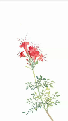 爱兜兜采集到手绘植物花朵