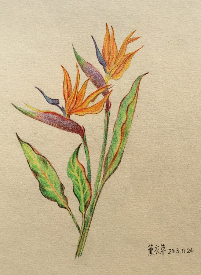 荠苨花从薰衣草mmm转采于2017-05-05 09:51:06#素描#素描荠苨花该采集
