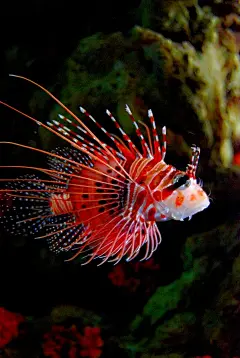【海底世界】色彩斑斓的海洋生物