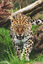 visualempire:



Amur Leopard

 | 

Colin Langford

 | VE
