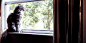 gif,动物,宠物,猫,cinemagraph