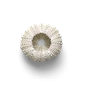 超高清 海星 海螺 贝壳 珊瑚 海马等 航洋生物主题 png元素 sea-urchin-1