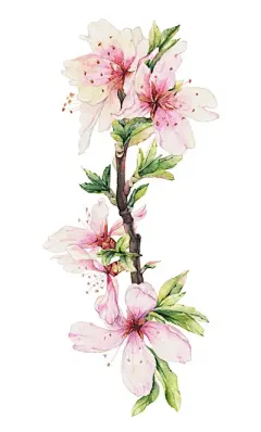 水彩---樱花-梨花-桃花-海棠花、梅花 - 高清图片，堆糖，美图壁纸兴趣社区