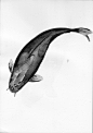 Ink Drawing Examples vol.2 : Ink drawings of fish, made with Chinese ink.