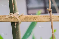 竹篱笆