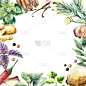 Watercolor collection of fresh herbs and spices is