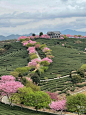 漳平永福台品樱花茶园