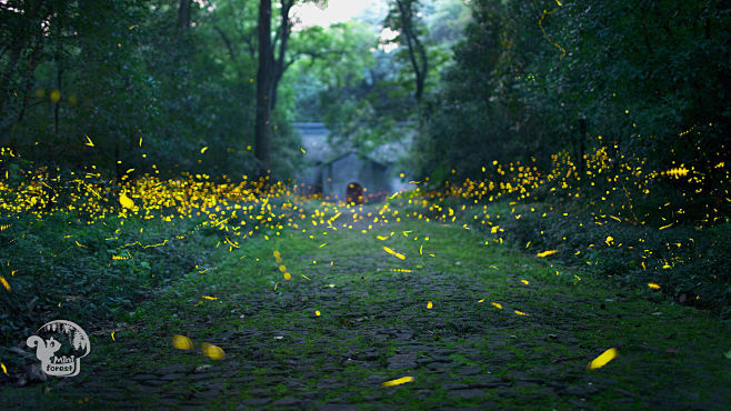 firefly by YiTang on...