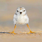 (91) Pinterest