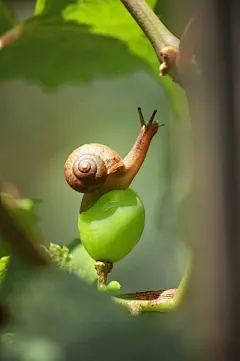蜗牛与葡萄