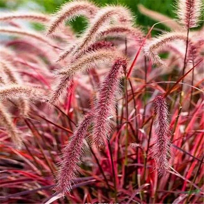 Pennisetum × advena ...