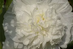 蜀葵或紫菜的开放花