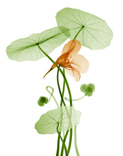 Nasturtium