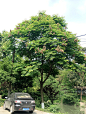 台湾 栾 树