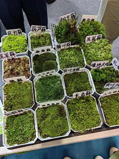 婷婷ST采集到单株植物