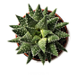花卉 热带植物 叶子 多肉植物 树枝树干 png素材