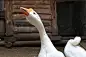 Geese in the yardGeese in the yard - white poultry on the farm
