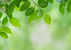 枝繁叶茂,自然美,自然,日光,叶子,特写,壁纸,园林,背景虚化,绿色