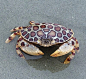 *leopard crab