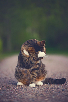 狸花一只春带雨采集到猫