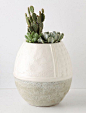 Cactus in vase: 