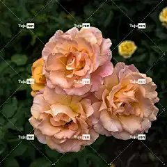 花 自然 美丽的花朵 植物群 花卉背景 玫瑰 玫瑰花 花壁纸