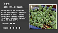 群龙无首_吉采集到植物