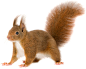 Squirrel PNG