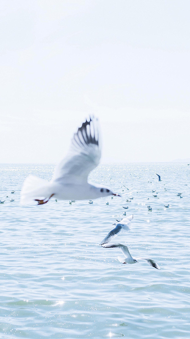 西伯利亚飞来的海鸥 | 摄影@heenn...