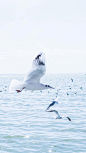 西伯利亚飞来的海鸥 | 摄影@heennsssy ​​​