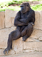 Akimbo Gorilla:This is my Usher impersonation on The Voice.