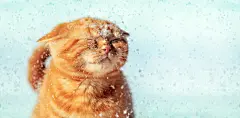 点击来源直接获取大图文件 |Funny ginger cat enjoys the snow in winter