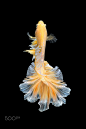 1)Close up art movement of Betta fish.jpg