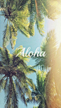 Download Aloha Palm Trees iPhone 6 Plus HD Wallpaper