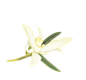橙花
